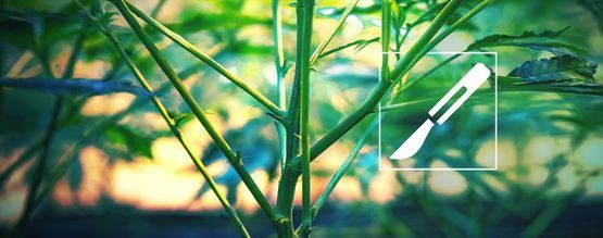 En guide till att dela cannabisstjälkar