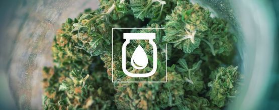 Vattenhärdning av cannabis: vad det är och hur du gör