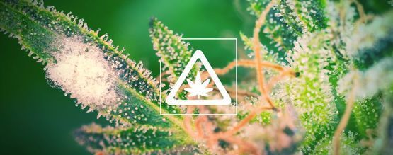 Vanliga problem i cannabisodlingen