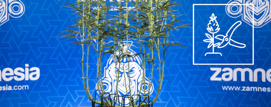 Så lollipoppat du cannabis