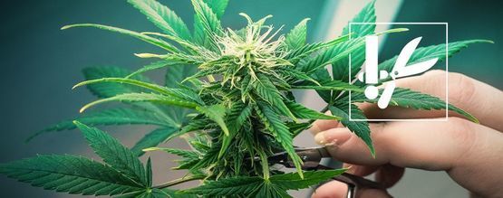Tekniker och tips för trimning av cannabis