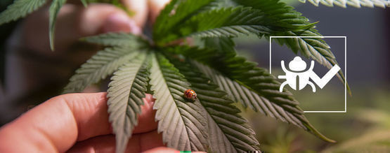 Insekter som kan hjälpa dig odla bättre cannabis