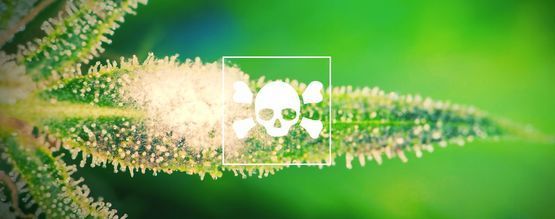 Så identifierar och behandlar du sjuka cannabisplantor