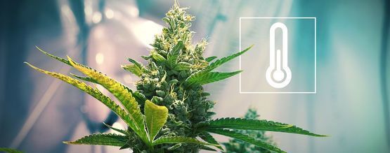 Temperatur i odlingsrummet för cannabis