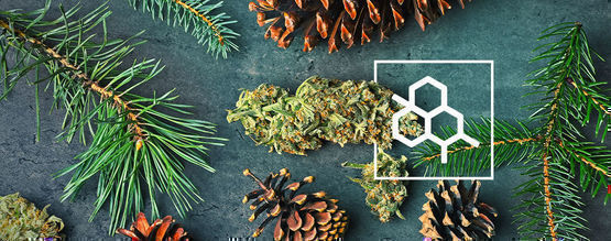 Allt du behöver veta om terpener