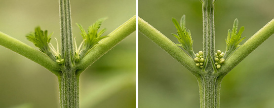 Varför det är viktigt att bestämma könet på dina cannabisplantor