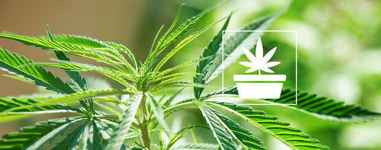 Den vegetativa fasen i cannabisodling