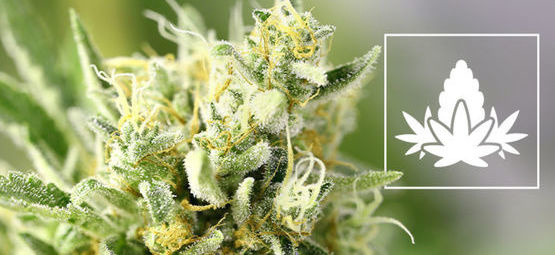 Blomningsfasen i cannabisodling
