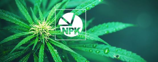 NPK: Bästa förhållandet för att odla cannabis