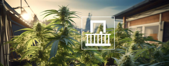 Så odlar du cannabis på balkong eller terrass