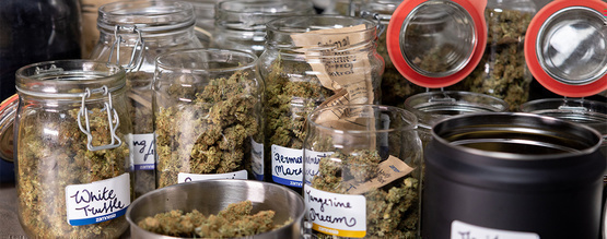 Så här härdar du din cannabis