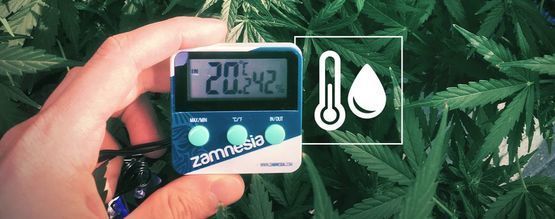 Luftfuktighet i cannabisodlingsutrymmet