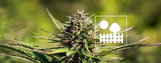 Odla cannabis i trädgården eller på bakgården