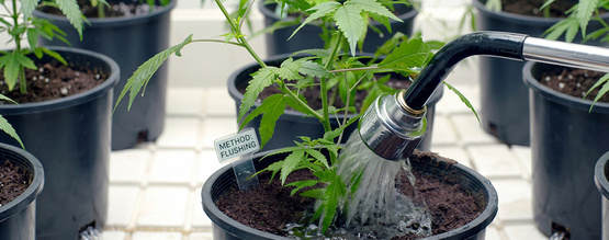 Spola cannabisplantor: Det här behöver du veta
