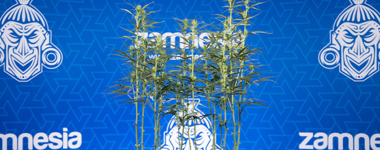 Avlövning av cannabis: allt du behöver veta