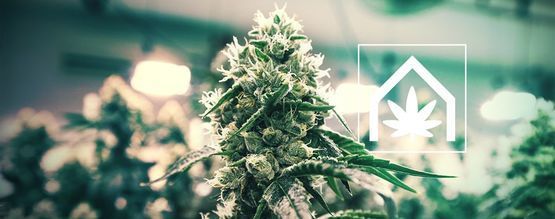 Så odlar du cannabis inomhus