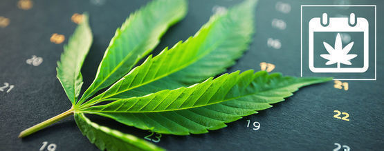 Zamnesias odlingskalender för cannabis utomhus