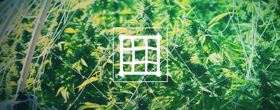 Så spaljéar du cannabis