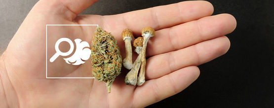 Allt du behöver veta om mikrodosering av psykedelika och cannabis