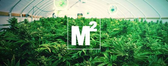 Hur många cannabisplantor bör du odla per kvadratmeter?