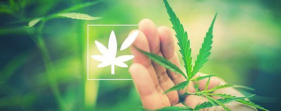 Allt om cannabisplantans anatomi