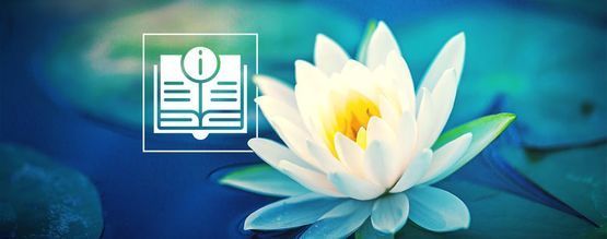 Allt du behöver veta om vit lotus