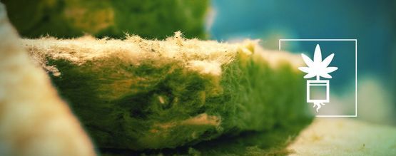 Allt du behöver veta om att odla cannabis i stenull