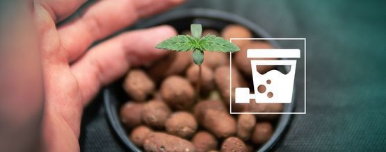 Så odlar du cannabis med riktigt stora skördar med DWC-hydroponik