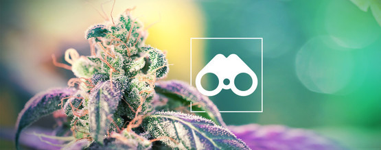 Fenojakt på cannabis: Allt du behöver veta