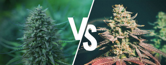 Fotoperiodisk cannabis vs. Autoflower: vilken passar dig?