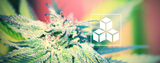 Vikten av sockerarter vid cannabisodling