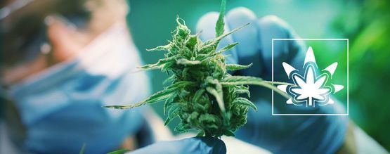 Hur (och varför) du regenererar cannabisplantor