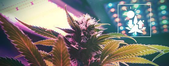 Cannabis och fotosyntes