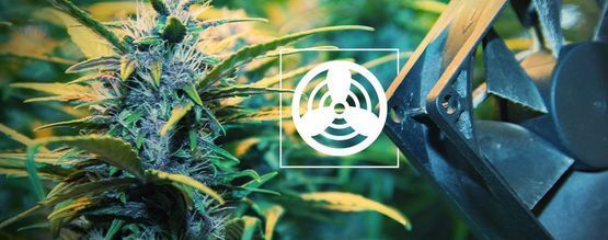 Ventilation i odlingsutrymmet för cannabis