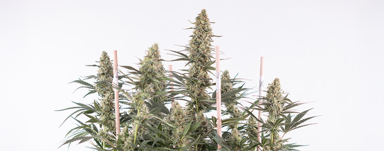 Så odlar du Autoflower: Den kompletta guiden