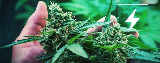 El och att odla cannabis