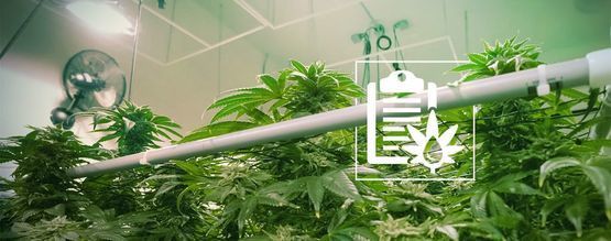 Olika typer av hydroponiska system för att odla cannabis