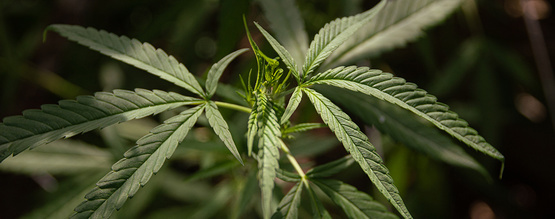 Vad är cannabis ruderalis?