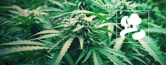 Så odlar du cannabis med gerillametoden