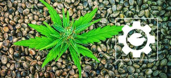 Vad är Autoflower cannabisfrön?