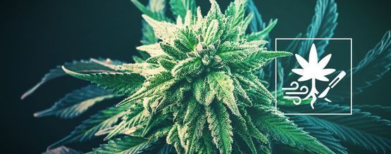 Så ökar du skörden av cannabis med rotbeskärning