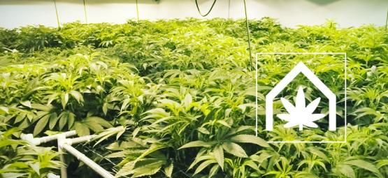 Så skapar och underhåller du det ultimata odlingsutrymmet för cannabis