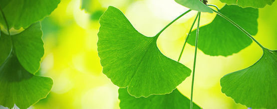 Få ut det mesta av ginkgo biloba