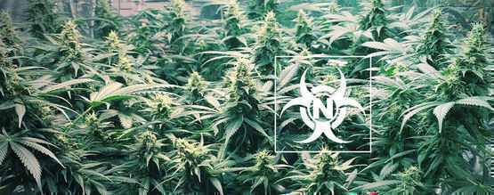 Kväveförgiftning hos cannabisplantor