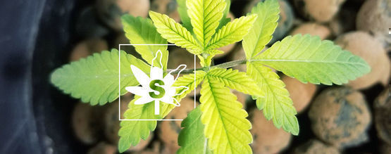 Svavelbrist hos cannabisplantor
