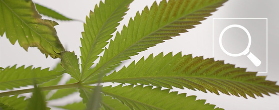 Fosforbrist hos cannabisplantor: Symtom och åtgärder
