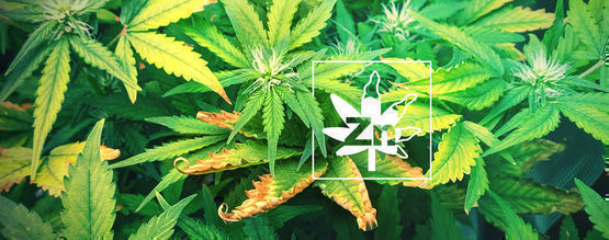 Zinkbrist hos cannabisplantor