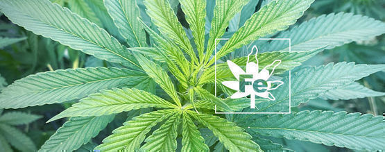Järnbrist hos cannabisplantor