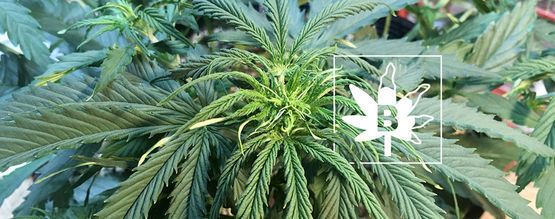 Borbrist hos cannabisplantor