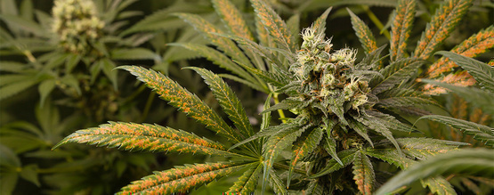 Kalciumbrist hos cannabisplantor